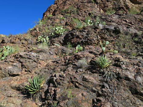 Kaibab Utah Agave (Agave utahensis var. kaibabensis)