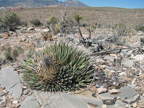 Clark Mountain Agave (Agave utahensis var. nevadensis)