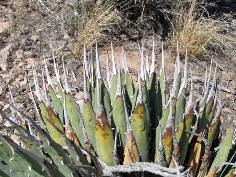 Clark Mountain Agave (Agave utahensis var. nevadensis)