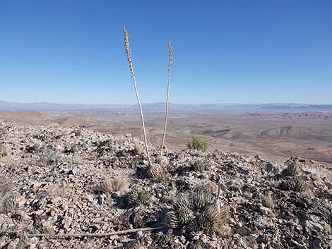 Clark Mountain Agave (Agave utahensis var. nevadensis)