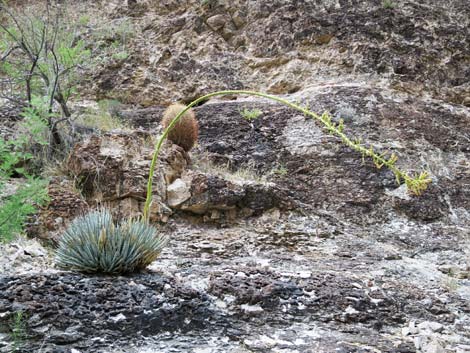 Clark Mountain Agave (Agave utahensis var. nevadensis)