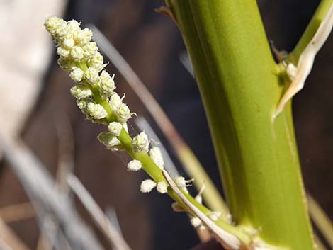 Bigelow's Nolina (Nolina bigelovii)