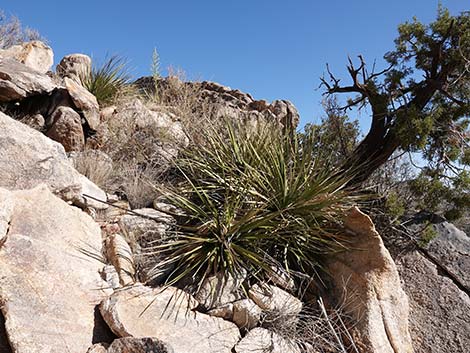 Bigelow's Nolina (Nolina bigelovii)