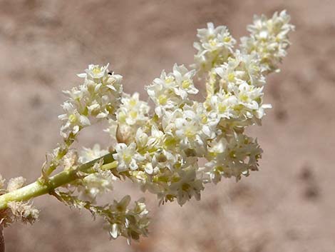 Bigelow's Nolina (Nolina bigelovii)