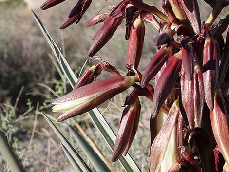 Banana Yucca (Yucca baccata)