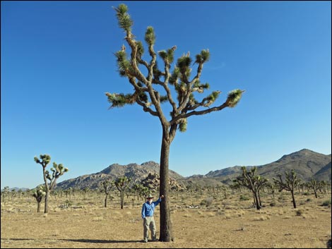 Western Joshua Tree (Yucca brevifolia brevifolia)