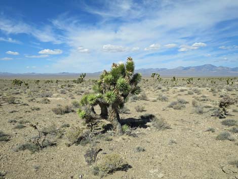 Joshua Tree (Yucca brevifolia)