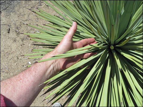 Western Joshua Tree (Yucca brevifolia)