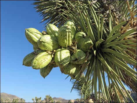 Western Joshua Tree (Yucca brevifolia)