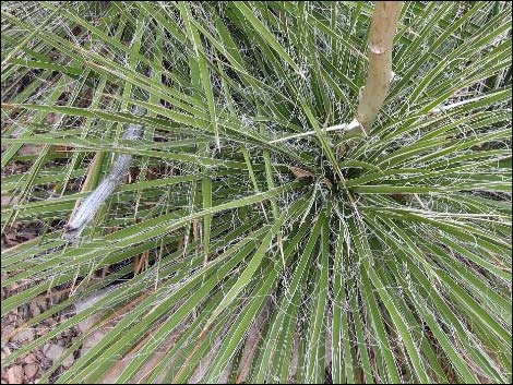 Soaptree Yucca (Yucca elata)