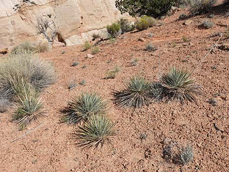 Spanish Bayonet (Yucca harrimaniae)