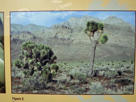 Joshua Tree (Yucca brevifolia)