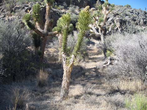 Eastern Joshua Tree (Yucca jaegeriana)