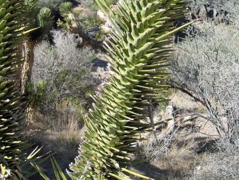 Joshua Tree (Yucca brevifolia)