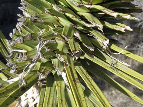 Joshua Tree (Yucca brevifolia)