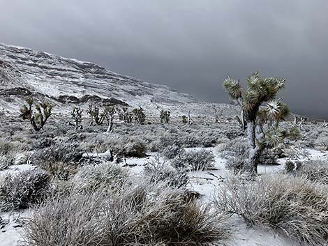 Eastern Joshua Tree (Yucca jaegeriana)