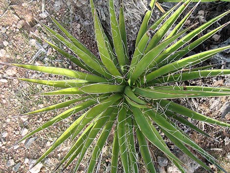 Mojave Yucca (Yucca schidigera)