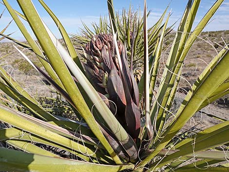 Mojave Yucca (Yucca schidigera)