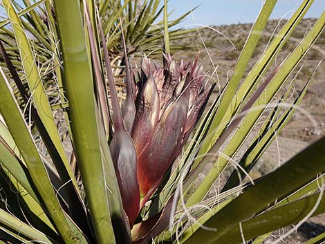 Mojave Yucca (Yucca schidigera)