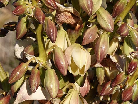 Mojave Yucca (Yucca schidigera)