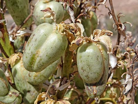 Mojave Yucca (Yucca schidigera)