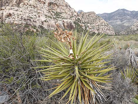 Mojave Yucca (Yucca schidigera)