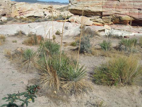 Utah Yucca (Yucca utahensis)