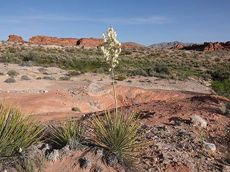 Utah Yucca (Yucca utahensis)