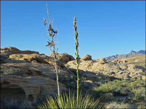 Utah Yucca (Yucca utahensis)