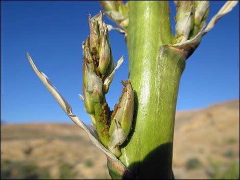 Utah Yucca (Yucca utahensis)