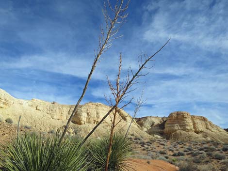 Utah Yucca (Yucca utahensis)