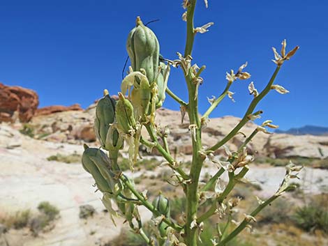 Utah Yucca (Yucca utahensis)