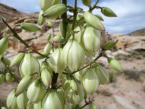 Utah Yucca (Yucca utahensis)