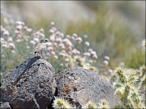 Jumbo Springs Wilderness Area