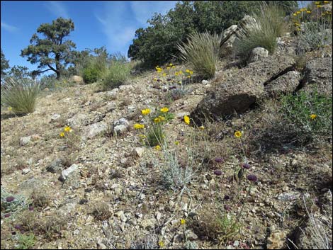 Jumbo Springs Wilderness Area