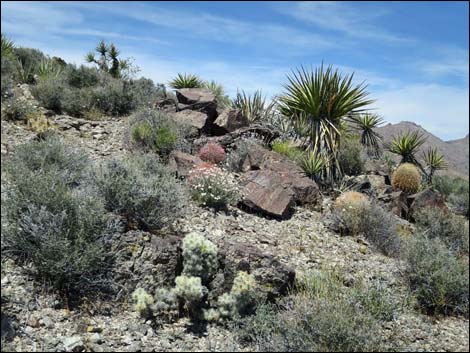 Jumbo Springs Wilderness Area