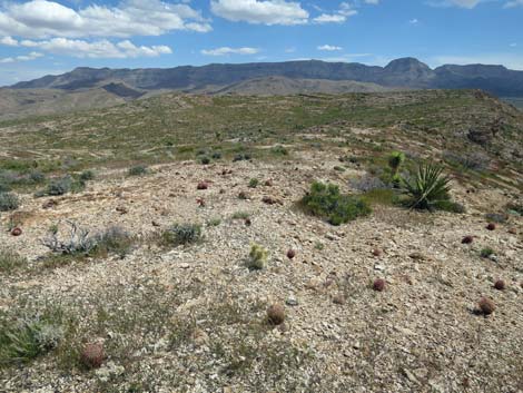 Lime Canyon Wilderness Area