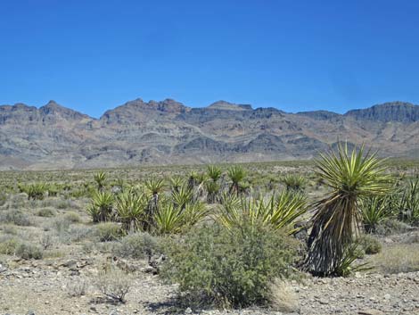 Meadow Valley Range Wilderness Area