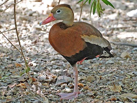 Black-bellied Whistling-Duck (Dendrocygna autumnalis)