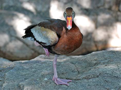 Black-bellied Whistling-Duck (Dendrocygna autumnalis)