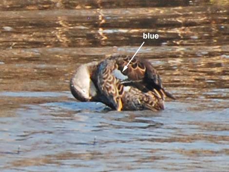 Blue-winged Teal (Anas discors)