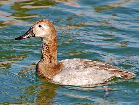 Canvasback (Aythya valisineria)