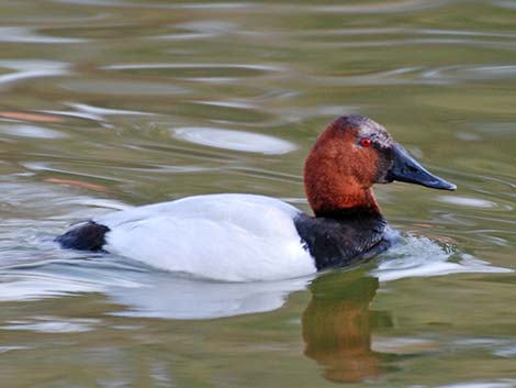 Canvasback (Aythya valisineria)