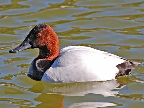 Canvasback (Aythya valisineria)