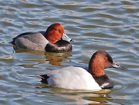 Canvasback (Aythya valisineria)