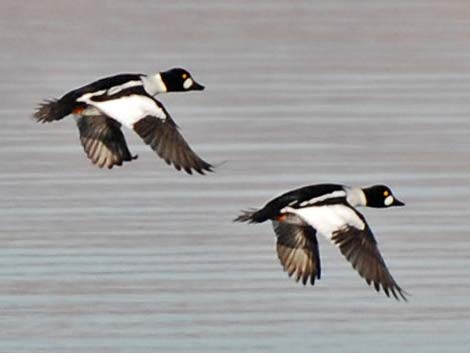 Common Goldeneye (Bucephala clangula)