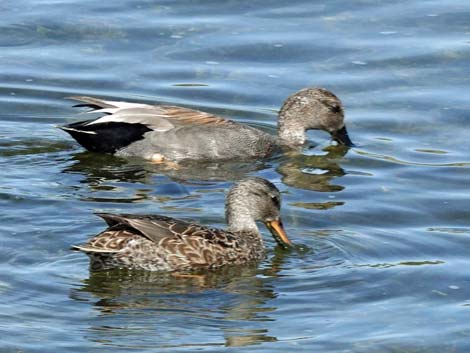 Gadwall (Anas strepera)