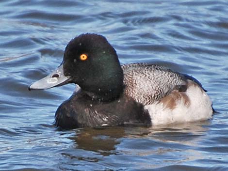 Greater Scaup (Aythya marila)