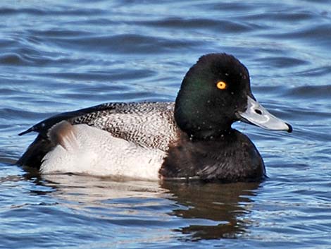 Greater Scaup (Aythya marila)