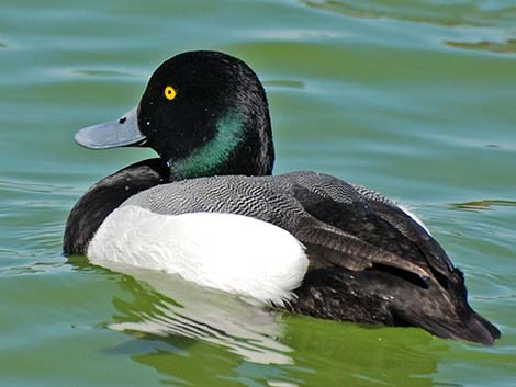 Greater Scaup (Aythya marila)